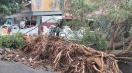 Pohon ukuran besar tumbang di Ponorogo, Jawa Timur. (Dok. Fin)